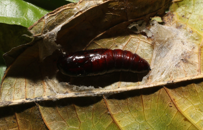  Pupa en posición lateral de <i>Cecrita macarisma</i> (Notodontidae). Sector San Cristóbal, Río Blanco Abajo. Voucher 21-SRNP-1670-DHJ759277.jpg. 
