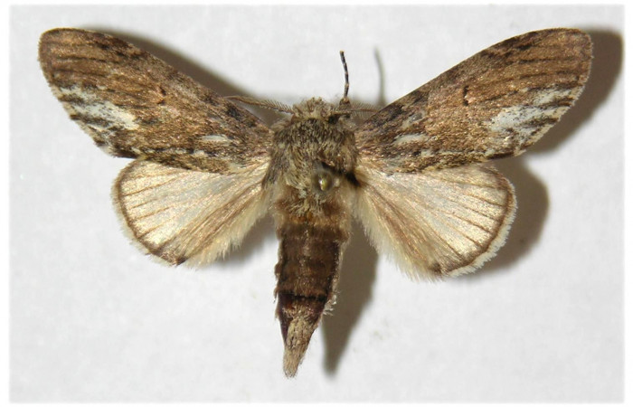  Adulto macho en posición dorsal de <i>Cecrita macarisma</i> (Notodontidae). Sector El Hacha, Laguna Agua Buena. Voucher 04-SRNP-26948-DHJ310962.