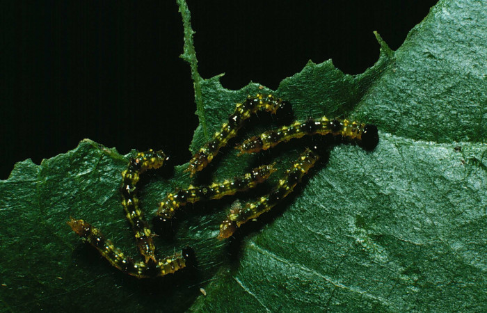 Figura 2. Grupito de larva en posición dorsal de <i>Cecrita macarisma</i> (Notodontidae), PU estadio. Sector Santa Rosa, Bosque San Emilio. Voucher 87-SRNP-1214-DHJ10334.jpg. 
