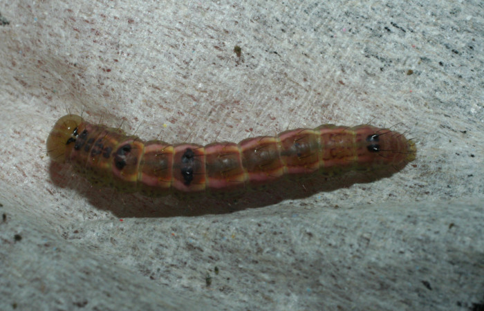  Prepupa en posición dorsal de <i>Cecrita macarisma</i> (Notodontidae). Sector Santa Rosa, Vado Esteron. Voucher 09-SRNP-15041-DHJ463765.jpg. 
