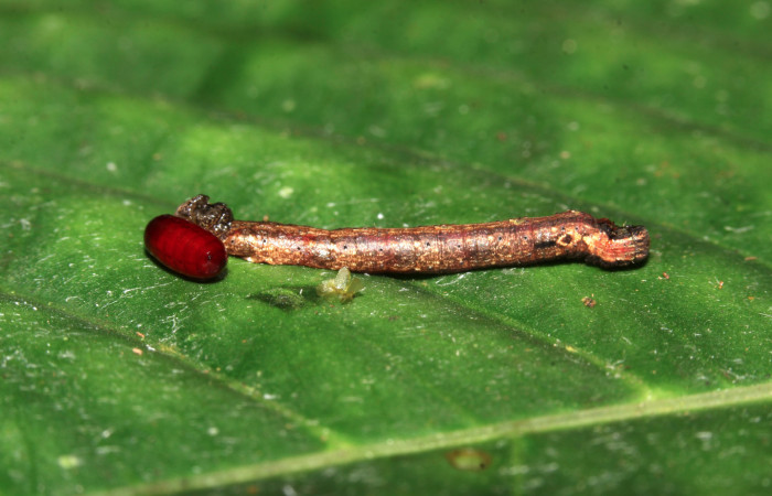 Fig.12.Mostrando larva de <i>Parilexia carfinia</i>, con un pupario de la familia Tachinidae.  Voucher :.20-SRNP-30048-DHJ766908.jpg.