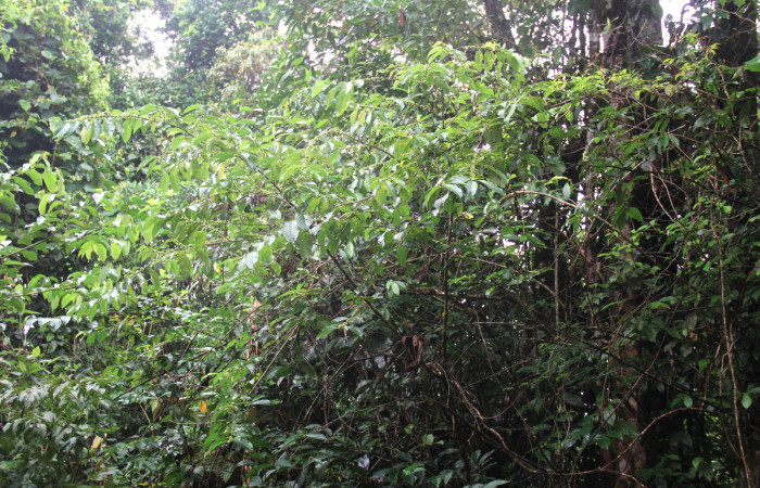 Fig.13. Planta hospedera de larva <i>Parilexia carfinia</i>, <i>Colubrina spinosa</i> (Rhamnaceae). Foto tomada por Manuel Rios, en Pasmompa.