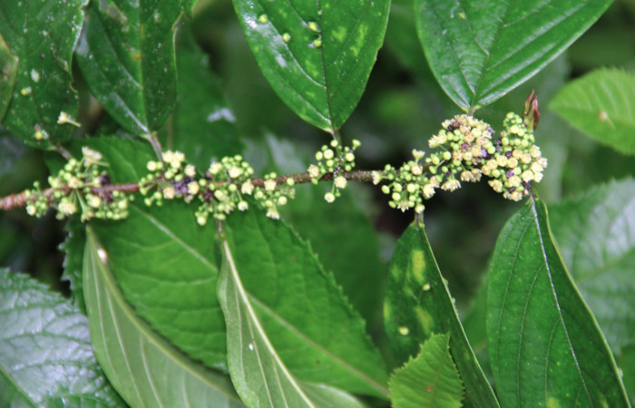 Fig.14. Mostrando floración de <i>Colubrina spinosa</i>. Planta hospedera de larva <i>Parilexia carfinia</i>. Foto tomada por Manuel Rios, en Pasmompa.