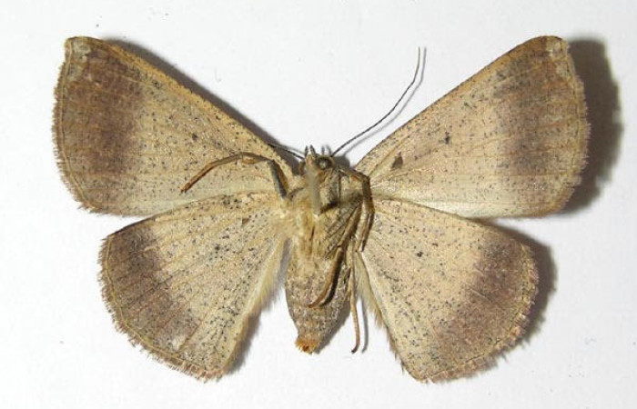 Fig.3. Hembra de <i>Parilexia</i> carfiniaDHJ01 en posición dorsal. Voucher : 05-SRNP-32823-DHJ325891.