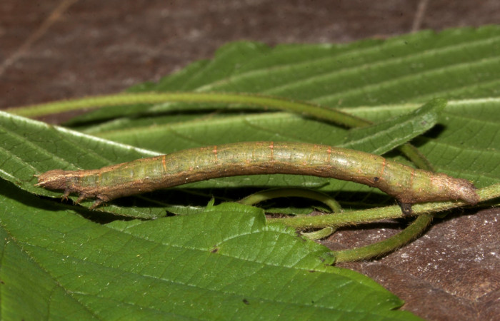 Fig.5. Larva de <i>Parilexia carfinia</i>. Voucher : 19-SRNP-30444-DHJ749956.jpg. 