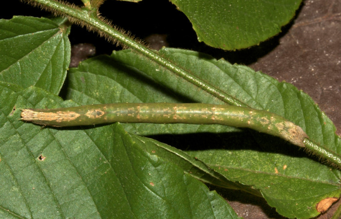 Fig.6. Larva de <i>Parilexia carfinia</i>. Voucher : 19-SRNP-30453-DHJ764001.jpg.