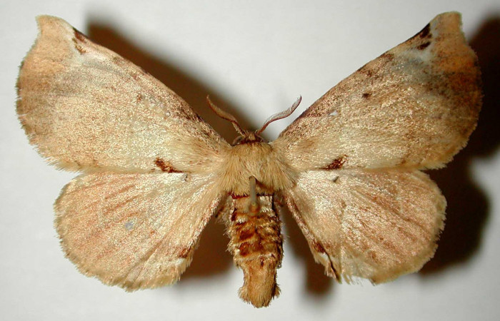 Fig.3 Adulto <i>Apatelodes paratima</i> hembra mostrando la parte dorsal.Voucher: 95-SRNP-6847-DHJ33274.