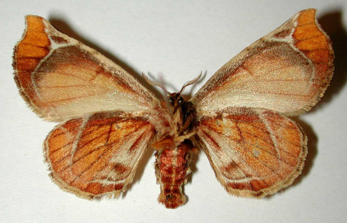 Fig.4 Adulto <i>Apatelodes paratima</i> hembra mostrando la parte dorsal.Voucher: 95-SRNP-6847-DHJ33275.