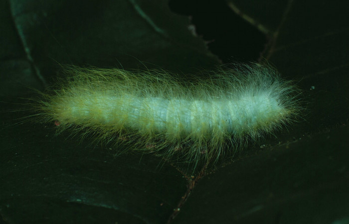 Fig.7 Larva <i>Apatelodes paratima</i>, mostrando la parte dorsal entero, en hoja de <i>Zuelania guidonia</i> (Salicaceae). Voucher: 84-SRNP-1523-DHJ8402.jpg.