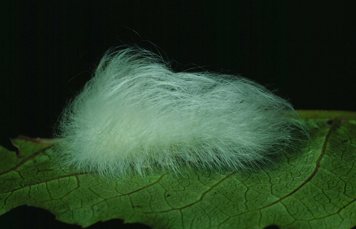Fig.8 Larva <i>Apatelodes paratima</i>, mostrando la parte lateral entero, en hoja de <i>Casearia corymbosa</i> (Salicaceae). Voucher: 87-SRNP-1266-DHJ10365.jpg.