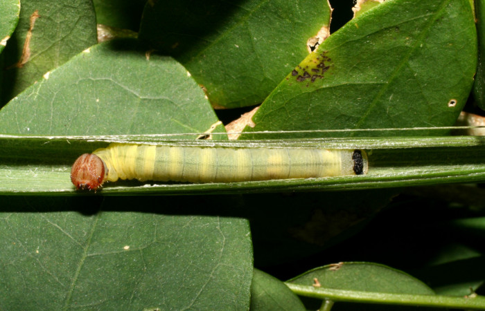 Figura 1. Casita de larva <i>Corticea corticea</i> (Hesperiidae), color verde claro, cabeza color café, cuarto estadio posición dorsal, mide 20 mm aproximadamente. Planta hospedera <i>Paspalum virgatum</i>, (Poaceae). Voucher: 07-SRNP-45169-DHJ420364.jpg.