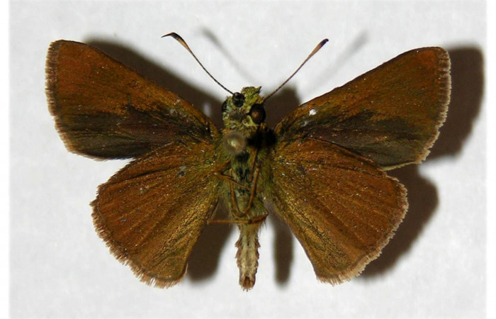 Figura 13. Adulto de <i>Corticea corticea</i> (Hesperiidae) mide 26 milímetros, posición ventral parte enfocada el abdomen y alas. Voucher: 05-SRNP-32320-DHJ318067.