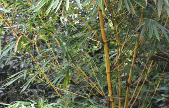 Figura 15. Planta hospedera <i>Bambusa vulgaris</i> introducido,(Poaceae), parte enfocada tallo, planta donde se alimenta la larva <i>Corticea corticea</i> (hesperiidae). Foto, Jose Pérez, 18 Noviembre 2021.