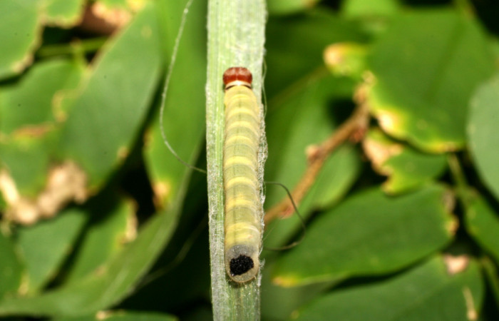 Figura 2. Larva <i>Corticea corticea</i> (Hesperiidae), color verde claro, cuarto estadio posición parte trasera, mide 20 mm aproximadamente. Planta hospedera <i>Paspalum virgatum</i>, (Poaceae). Voucher: 07-SRNP-45169-DHJ420367.jpg.