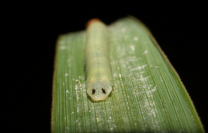Figura 4. Larva <i>Corticea corticea</i> (Hesperiidae), color verde claro cuarto estadio posición parte trasera, mide 27 mm aproximadamente. Planta hospedera <i>Paspalum virgatum</i>, (Poaceae). Voucher: 06-SRNP-41079-DHJ414302.jpg.