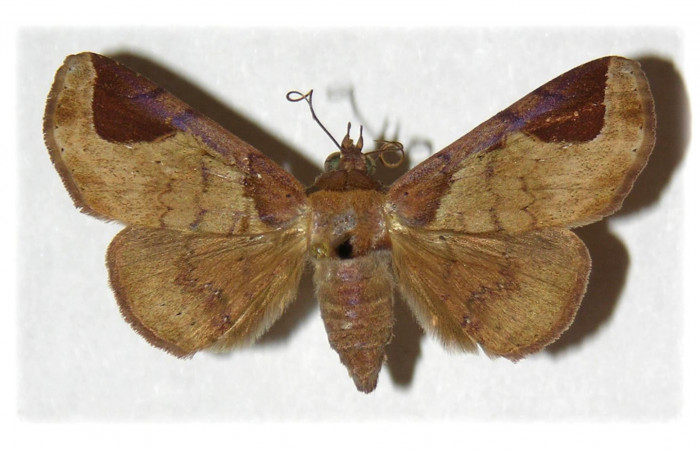 Fig.1 Vista dorsal de Hembra <i>Massala</i> obvertensDHJ02(Erebidae). eclosionó julio 14 1990, Sector Santa Rosa, Bosque humedo, 290mts. (90-SRNP-526-DHJ314488.jpg).