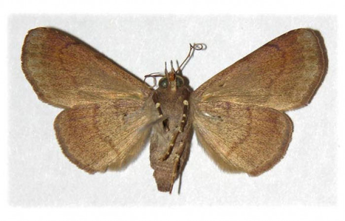 Fig.2 Vista ventralde Hembra <i>Massala</i> obvertensDHJ02(Erebidae). eclosionó julio 14 1990, Sector Santa Rosa, Bosque humedo, 290mts. (90-SRNP-526-DHJ314489.jpg).