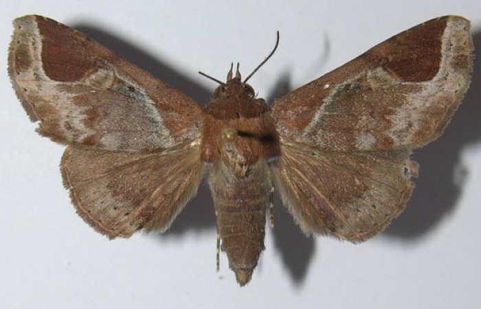 Fig.3 Vista dorsal de macho <i>Massala</i> obvertensDHJ02 (Erebidae). eclosionó agosto 12 2011, Sector Mundo Nuevo, Punta Plancha, 420mts. (11-SRNP-56082-DHJ557406.jpg).