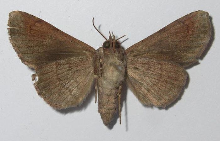 Fig.4 Vista ventral de macho <i>Massala</i> obvertensDHJ02 (Erebidae). eclosionó agosto 12 2011, Sector Mundo Nuevo, Punta Plancha, 420mts. (11-SRNP-56082-DHJ557407.jpg).