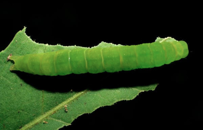 Fig.8  Vista dorsal de larva <i>Massala</i> obvertensDHJ02, (Erebidae) se colectó 13 de julio 2007, Sector Mundo Nuevo, Sendero Mora, 480mts. (07-SRNP-58327-DHJ428695.jpg).