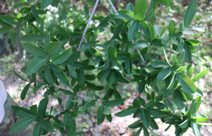 Fig.9 Planta <i>Semialarium mexicanum</i>, (Celastraceae), hospedera  <i> Massala</i> obvertensDHJ02, (Erebidae), Sector Mundo Nuevo,Punta Plancha, Foto, Elieth cantillano 25 Noviembre 2021