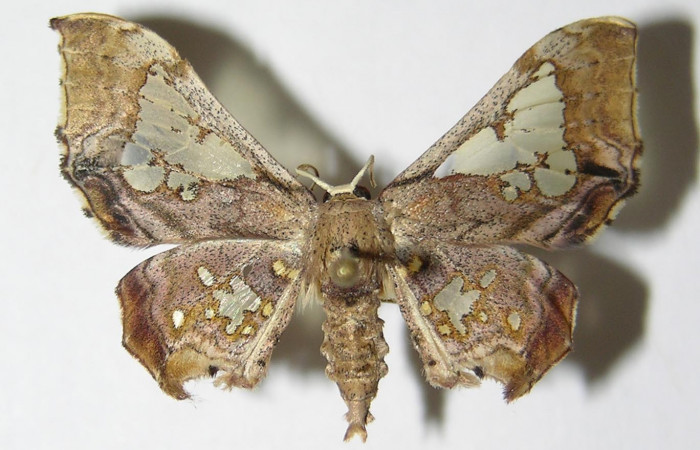 Figura 7. Adulto de <i>Pseudasellodes</i> fenestrariaDHJ02 (Geometridae), macho vista dorsal, localidad San Antonio, Sector Del Oro ACG (335m). Voucher: 05-SRNP-21991-DHJ325248.jpg.