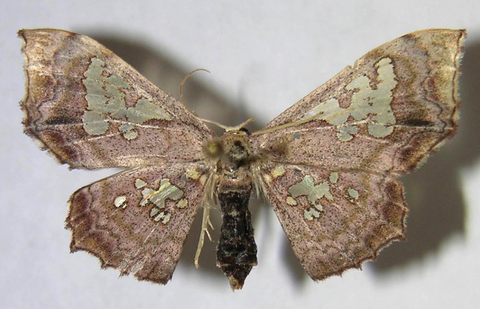 Figura 12. Adulto de <i>Pseudasellodes</i> fenestrariaDHJ03 (Geometridae), vista dorsal, localidad Vado Jobo, Sector Horizontes ACG (80m). Voucher: 06-SRNP-19578-DHJ371530.jpg.