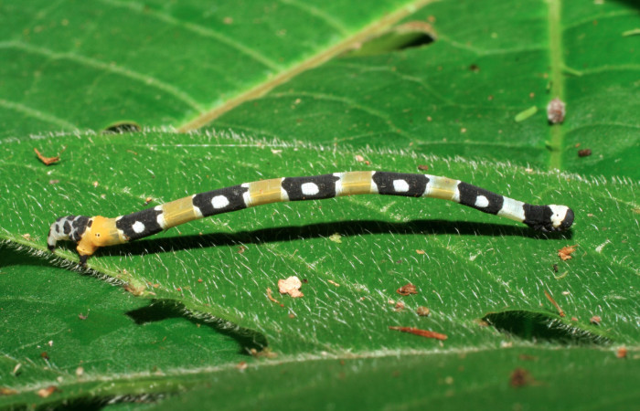 Figura 3. Larva <i>Pseudasellodes</i> fenestrariaDHJ02 (Geometridae), último estadío (U) vista lateral, localidad Sendero Naciente, Sector Pitilla ACG (700m). Voucher: 06-SRNP-32090-DHJ413204.jpg.