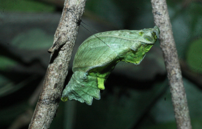 Fig. 10 Pupa de <i>Parides photinus</i> (Papilionidae) (18-SRNP-20157-DHJ710963). 02 de Mayo 2018, Cañon Rio Mena Sector Del Oro.