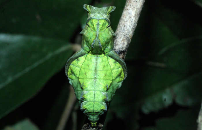 Fig. 11 Parte dorsal de la pupa de <i>Parides photinus</i> (Papilionidae) (18-SRNP-20157-DHJ710968). 02 de Mayo 2018, Cañon Rio Mena Sector Del Oro.