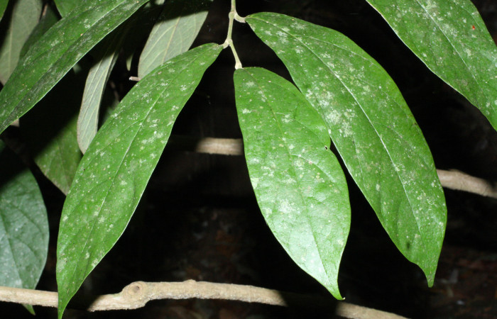 Fig. 16 As de hojas <i>Aristolochia arborea</i> (Aristolochiacea). 16 de Abril 2018. Cañon Rio Mena Sector Del Oro, 06 de Abril 2018. Cañón Rio Mena Sector Del Oro.