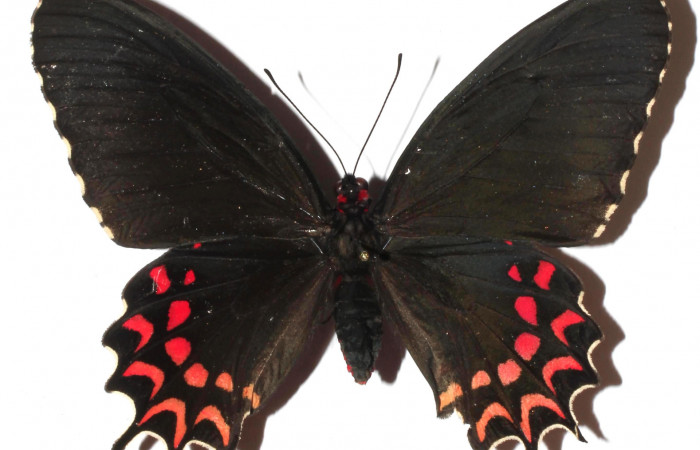 Fig. 1 Vista dorsal de <i>Parides photinus</i> (Papilionidae) (17-SRNP-20592-DHJ925666).