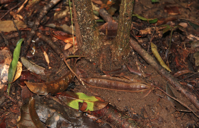 Fig. 20 Fruto de <i>Aristolochia arborea</i> (Aristolochiacea). 08 de Noviembre 2018, Cañon Rio Mena Sector Del Oro.