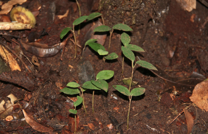 Fig. 24 Nuevas plantitas de <i>Aristolochia arborea</i> (Aristolochiacea). 08 de Noviembre 2018, Cañon Rio Mena Sector Del Oro.