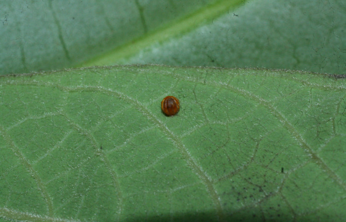 Fig. 3 Huevo de <i>Parides photinus</i> (Papilionidae) (18-SRNP-20112-DHJ710870). 02 de Abril 2018. Cañon Rio Mena Sector Del Oro.
