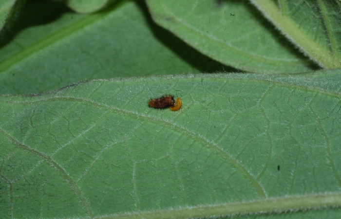 Fig. 4 Oruga <i>Parides photinus</i> (Papilionidae) recientemente eclosionado comiendo la cáscara del huevecillo (18-SRNP-20112-DHJ710872). 03 de Abril 2018. Cañon Rio Mena Sector Del Oro.