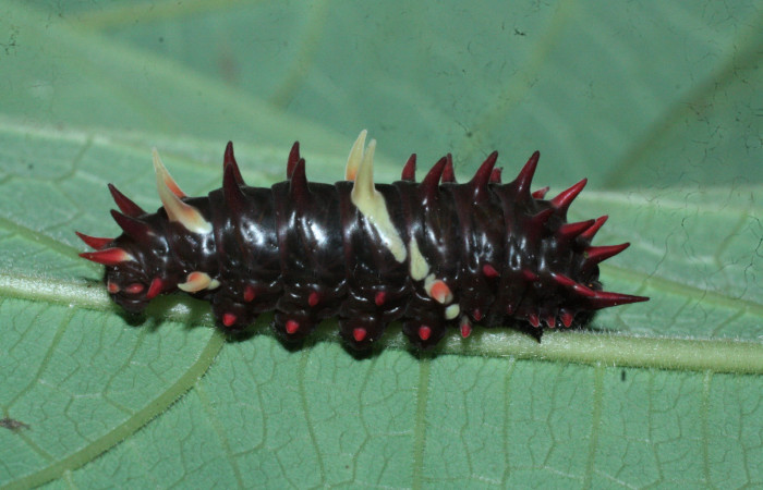 Fig. 5 <i>Parides photinus</i> (Papilionidae) en penúltimo estadio (18-SRNP-20158-DHJ710920). 13 de Abril 2018, Cañon Rio Mena Sector Del Oro.