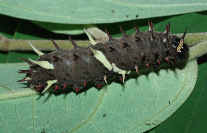 Fig. 8 Último estadio de <i>Parides photinus</i> (Papilionidae) (18-SRNP-20169-DHJ710938). 24 de Abril 2018, Cañon Rio Mena Sector Del Oro.