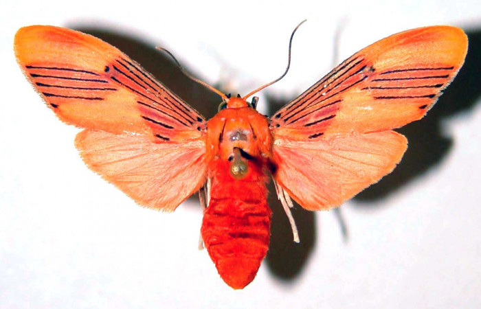 Fig. 1 Adulto <i>Lepidokirbyia vittipes</i> (Erebidae), vista dorsal mide 34mm. Area Administrativa, Sector Santa Rosa, 295m. 91-SRNP-1889-DHJ39092.