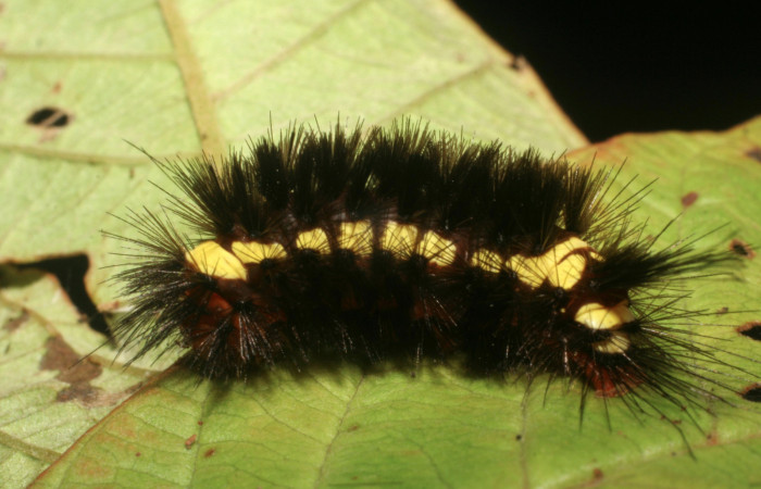 Fig. 4 Larva <i>Lepidokirbyia vittipes</i> (Erebidae), vista dorsal. mide 23mm. Sitio San Jeronimo , Sector Cristobal, 680m. 06-SRNP-5002-DHJ410821.jpg.