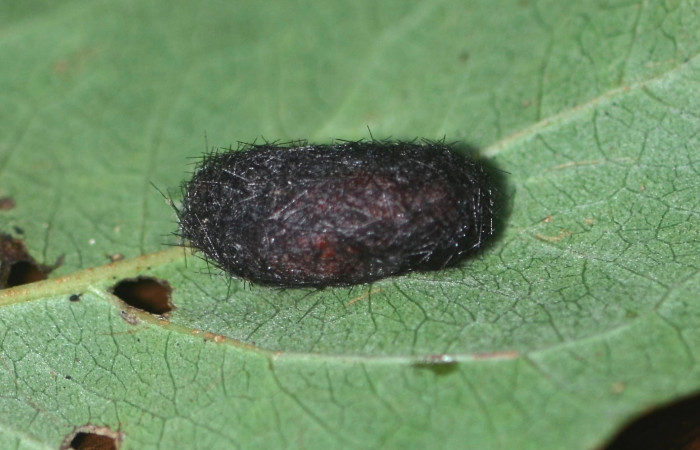 Fig. 5 Capullo <i>Lepidokirbyia vittipes</i> (Erebidae), mide 23mm.Area Administrativa, Sector Santa Rosa, 680m.13-SRNP-10515-DHJ499066.JPG