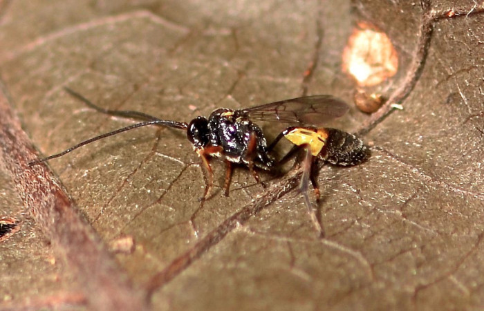 Fig. 6 Parasito (Ichneumonidae) de larva <i>Lepidokirbyia vittipes</i> (Erebidae), vista dorsal. mide 23mm.Area Administrativa, Sector Santa Rosa, 680m. 13-SRNP-10514-DHJ499062.jpg