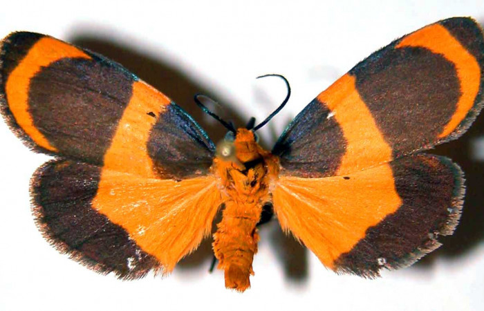 Fig. 1 Posición dorsal hembra <i>Eudesmia menea</i> (Erebidae), individuo colectado en estado de oruga comiendo musgo sobre la corteza de un tronco, el 21 de Junio 1984 en Quebrada Costa Rica, Sector Santa Rosa ACG. (84-SRNP-929-DHJ39040).