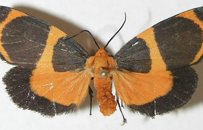 Fig. 3 Posición dorsal macho <i>Eudesmia menea</i> (Erebidae), individuo colectado en estado de oruga comiendo musgo sobre la corteza <i>Pithecellobium furcatum</i> (Fabaceae), el 12 de Setiembre 2008 Estación Biológica Los Almendros Sector El Hacha ACG. (08-SRNP-23309-DHJ505284).