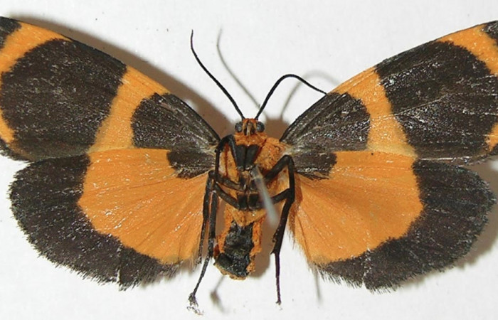 Fig. 4 Posición ventral macho <i>Eudesmia menea</i> (Erebidae), individuo colectado en estado de oruga comiendo musgo sobre la corteza <i>Pithecellobium furcatum</i> (Fabaceae), el 12 de Setiembre 2008 Estación Biológica Los Almendros Sector El Hacha ACG. (08-SRNP-23309-DHJ505285).