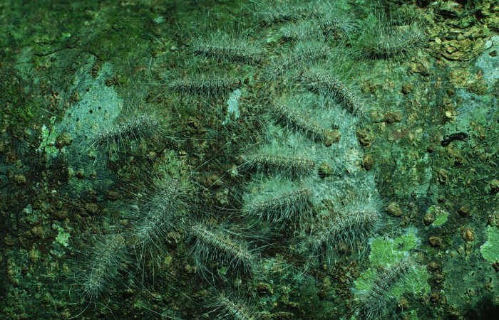Fig. 5 Grupito de orugas <i>Eudesmia menea</i> (Erebidae) sobre la corteza de un tronco, Bosque San Emilio Sector Santa Rosa ACG. 21 de Agosto 1984, (84-SRNP-1716-DHJ8655).