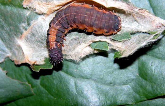 Figura 7. Detalle dorsal, <i>Lacosoma</i> janzen03 (Mimallonidae). (03-SRNP-3205- DHJ400317).