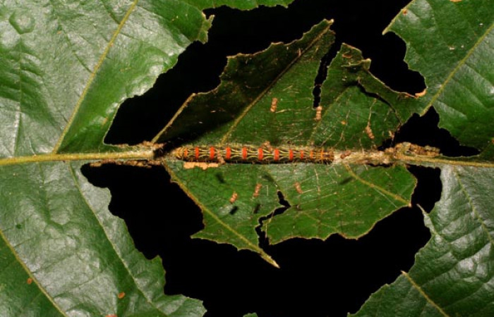 Figura 8. Detalle de, <i>Lacosoma</i> syrinxDHJ01 (Mimallonidae). (08- SRNP-40208-DHJ435886).