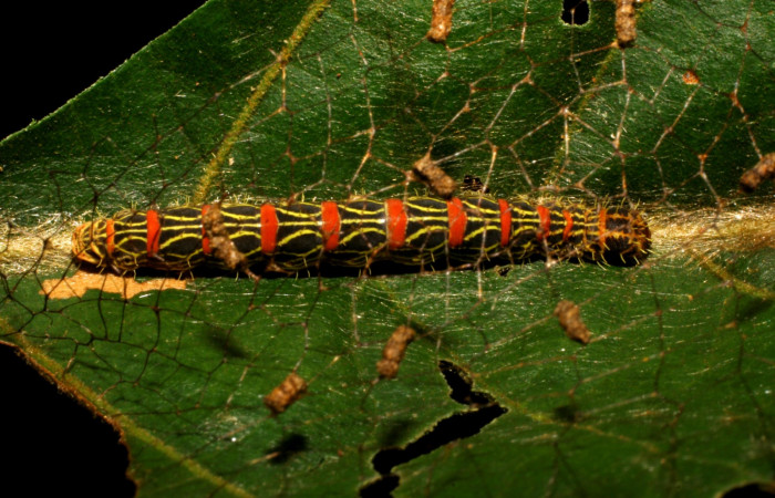 Figura 9. Detalle dorsal <i>Lacosoma</i> syrinxDHJ01 (Mimallonidae). (08- SRNP-40208-DHJ435887).