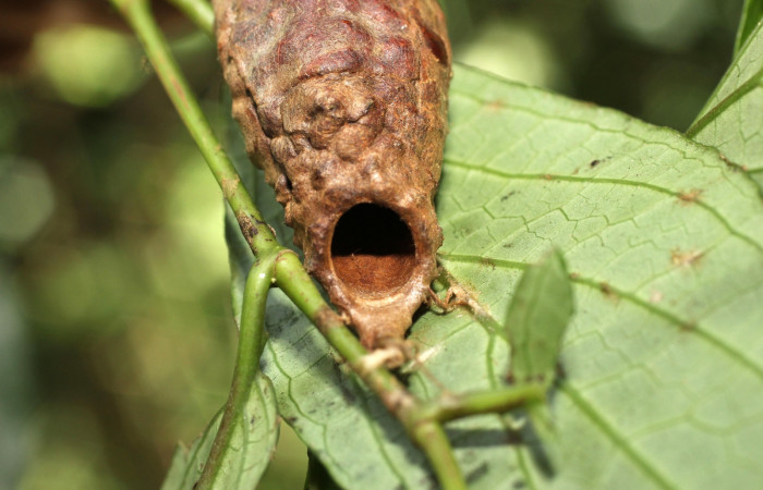 Figura 5. Detalle de refugio, <i>Lacosoma maldera</i> (Mimallonidae). (18- SRNP-35713-DHJ769167).